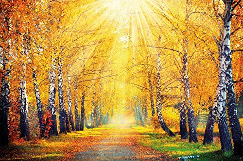GREAT ART Foto Mural Otoño Dorado Decoración de Pared Bosque y Paisaje Imagen de Camino en Autumn (336 x 238 cm)