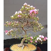 10 Japanische blühende Kirschblüten-Bonsai Samen, exotische und seltene Sakura Bonsai Samen