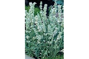 JUST SEED JustSeed - Flower - Lavender - Ellagance - Snow - 12 Seed