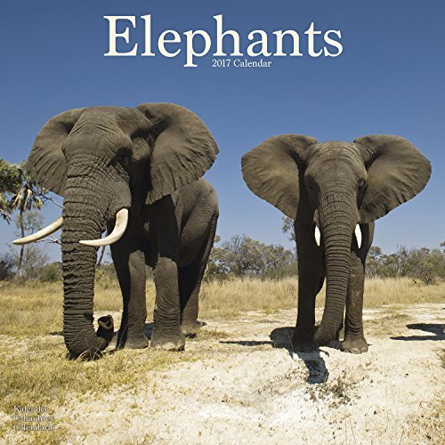 Elephant Calendar - Calendars 2016 - 2017 Wall Calendars - Animal Calendar - Elephant 16 Month Wall Calendar by Avonside by MegaCalendars (2016-07-15) Elephant Calendar - Calendars 2016 - 2017 Wall Calendars - Animal Calendar - Elephant 16 Month Wall Calendar by Avonside by MegaCalendars (2016-07-15)