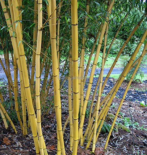 Phyllostachys vivax ‘Aureocaulis’ - Zauberbambus (120+cm - 5 ltr. - 2-5 Triebe)