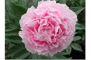 Peony Paeonia - Sarah Bernhardt - Bare Root Perennial with 2/3 Eyes - Millthorpe Plant Centre