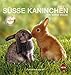 Kaninchen Postkartenkalender - Kalender 2017 by