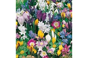 mgc24 Blumenzwiebelmischung zur Verwilderung - 75 Blumenzwiebeln