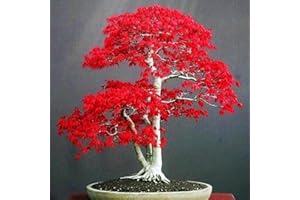 PERZOE Semillas de árbol de arce rojo de 20 piezas, decoración de patio de jardín de hogar de bonsái de planta de Palmatum Semillas de arce