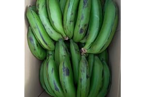CHILLI MASH CO. Green Bananas - Matoke | Chilli Mash Company | 6kg Box | East African Highland Bananas