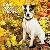 Jack Russell Terriers 2012 by 