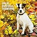 Jack Russell Terriers 2012 by 