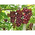 NEW DEBNATH NURSERY` Grape Fruit Giant Red Globe Exotic Berry for Home Garden With Black Pot 4 Inch Size HFrt465