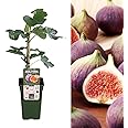 Ficus Gustissimo Perretta - Rare Variety Fig Tree in 13cm Pot (1 Plant)