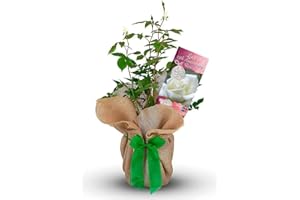 CARBETH PLANTS Lace 13th Anniversary Rose Bush - Gift Wrapped Roses Bush To Celebrate a Lace Wedding Anniversary (1 Plant)