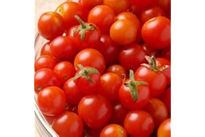 MOOSE SEEDS Tomato - Tiny Tim Seeds