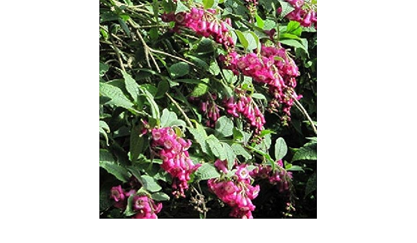 1 X Buddleja Colvilei Kewensis Sent In 9cm Pot Amazon Co Uk Garden Outdoors