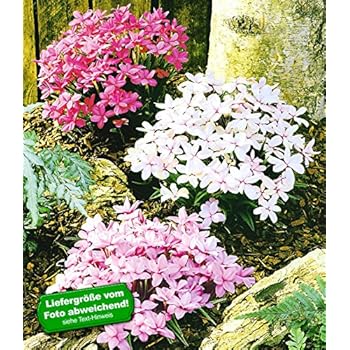 BALDUR-Garten Großer Staudengarten, Stauden-Sortiment
