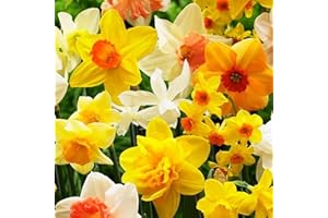 COOTO 50x Bulbi fiori Narcisi Mix Narciso bulbi Fiori da giardino Bulbo fiore Narciso Pianta fiorita
