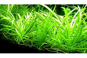 Portal Cool 1 mazzetto-ossigenazione Tropicale dell'acquario Piante Vive - Sagittaria subulata