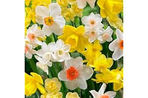 SCHONE 3 x Narcissus All Types Mixed – Spring Flowering Bulbs - Bright & Breezy Blend of Spring Daffodil Blooms – Perennial – for Your Beautiful Garden