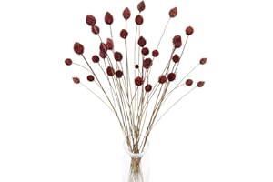 HUAESIN 30pcs Flores Secas Naturales Pequeñas 55cm Globosa Craspedia Seca Rojo Oscuro con Tallo Largo Flores Otoño Decoracion para Jarron Manualidad Hogar Mesa Boda Cafeteria Fiesta Navidad Interior