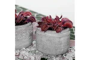 EASY GROW SEEDS Venus Flytrap Seeds - Volcanic Red Dionaea Muscipula Carnivorous 5 Seeds