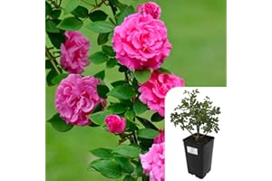 Climbing Rose ‘Zephirine Drouhin’ – Fragrant, Thornless Pink Blooms | Hardy & Repeat Flowering | Ideal for Arches, Trellises & Walls | 3L Potted Plant | Harringtons Roses