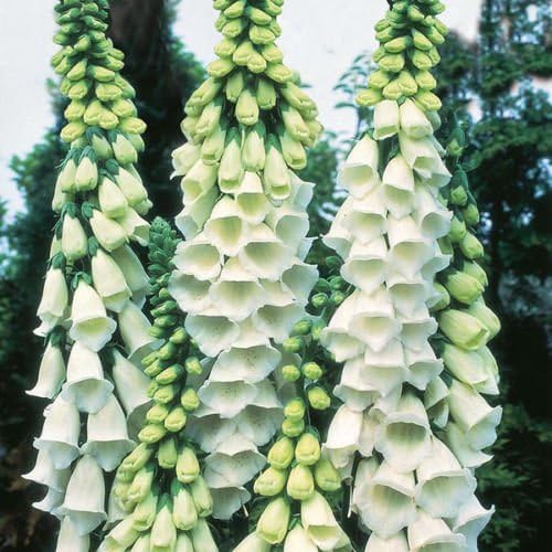 White Foxglove Digitalis Purpurea Alba x 6 jumbo plug plants Perennials By Leegillard