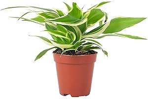 FLOWERBOX Plante araignée « Ocean » Smit Bambino, facile d'entretien, Chlorophytum océan, hauteur : env. 15 cm, diamètre du pot : 5,5 cm