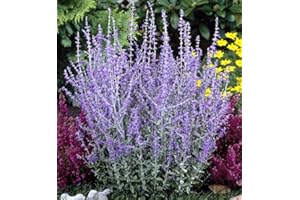 Perovskia 'Blue Spire' / Russian Sage in 2L Pot, Violet-Blue Flowers 3fatpigs®