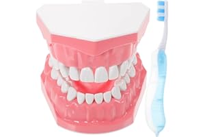 UKCOCO Modello Denti Standard - Professionale Modello Dentale Spazzolatura Pratica Filo Interdentale Denti Dentiera Modello Gengiva Insegnamento Dimostrazione Anatomica Visibile