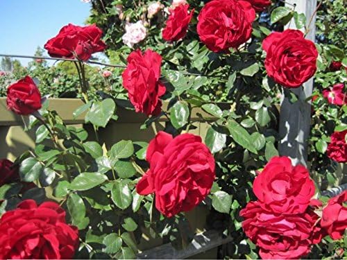 Rose Bare Root 'Dublin Bay' Plant Climbing Deep Red by Leegillard