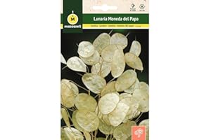 M MASCARELL SEMILLAS DESDE 1920 Mascarell Semillas, LUNARIA O MONEDA DEL PAPA, Semillas Flores Exterior para Decoración, 2 Gramos