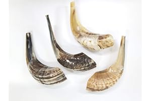 Shofar traditionnel en corne de bélier d'Israël de 25,4 à 30,5 cm LION OF JUDAH MARKET