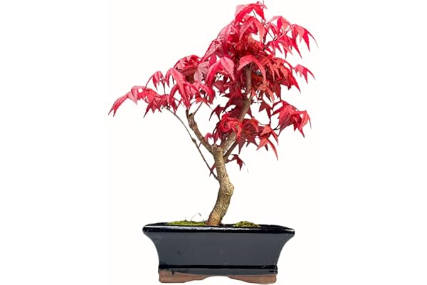 Bonsaï érable Japonais - Acer (Érable) bonsaï Arbres/Érables Japonais/Arbre Mesure 25-30 cm de Hauteur (Deshojo P15)