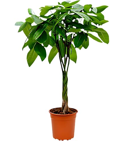 Dehner Goldfruchtpalme, in Hydrokultur, breit gefiederte Bltter, ca. 170  cm,  Topf 25 cm, Zimmerpflanze : Amazon.de: Garten