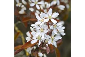 THOMPSON & MORGAN Hardy Flowering Tree, Amelanchier Lamarckii, Deciduous Potted Garden Plants Ideal for Cottage Gardens, Patio and Containers (2 x 3.5 Litre Pot)