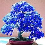 Echt japanischen Geist Blau Maple Samen Seltene Balkon Bonsai-Baum-Pflanzen für Hausgarten 20 Samen / pack