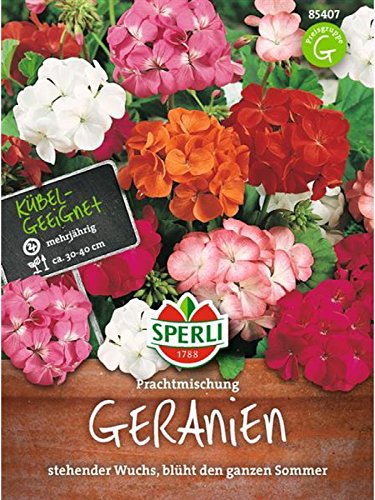 Geranien, Prachtmischung