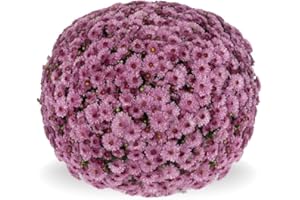 Perfect Plants - Chrysanthemum Plants - Stunning Pink Flowers - Outdoor Garden Ready in 17cm Pots - Perennial All Year Round - Garden Mums