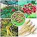 Produktbild AGROBITS 50x /KOR Panax Ginseng AsianFresh for ing Nutrition US
