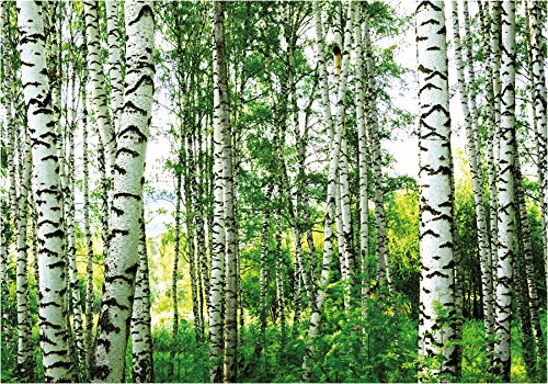beneart® Fototapete Birkenwald – 350 x 250 cm – Wandbild bunt XXL – Home Deko – Tapete Wald – Wand Deko – viele verschiedene Motive - 3