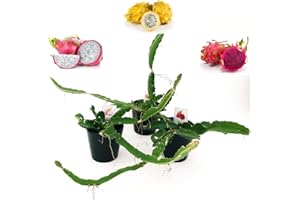 POWERS TO FLOWERS - PITAYA TRIS: GIALLA, A POLPA ROSSA e BIANCA, FRUTTO DEL DRAGO, HYLOCEREUS UNDULATUS, DRAGON FRUIT, 3 PIANTE, piante vere