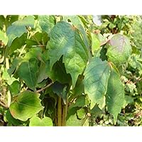 Wilder Wein - Jungfernrebe - Parthenocissus Quinquefolia - Kletterpflanze, sehr winterhart, leuchtend rote Herbstfärbung…