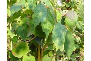 BAUMSCHULE ANDING Wilder Wein - Jungfernrebe - Parthenocissus Quinquefolia - Kletterpflanze, sehr winterhart, leuchtend rote Herbstfärbung, 40-60 cm