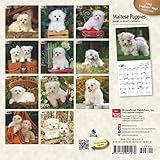 Image de Maltese Puppies 2016 Calendar