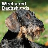 Wirehaired Dachshunds - Rauhhaardackel 2019 - 18-Monatskalender mit freier DogDays-App (Wall-Kalender) by 