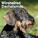 Wirehaired Dachshunds - Rauhhaardackel 2019 - 18-Monatskalender mit freier DogDays-App (Wall-Kalender) by 