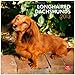 Longhaired Dachshunds 2013 - Langhaardackel - Original BrownTrout-Kalender by 