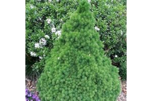 Meredith Nurseries 4 Picea glauca VAR.albertiana Conica Dwarf Conifer