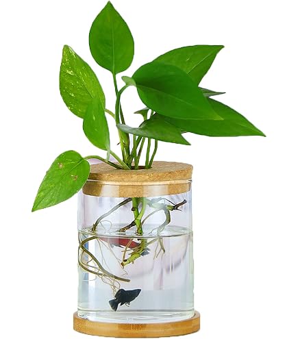 Firlar 2 vasi di fiori neri con struttura in metallo, vasi per provette in vetro trasparente per piante idroponiche, piccoli vasi per piante, regali per matrimoni, soggiorno, decorazioni da tavolo