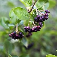 Aronia Planze