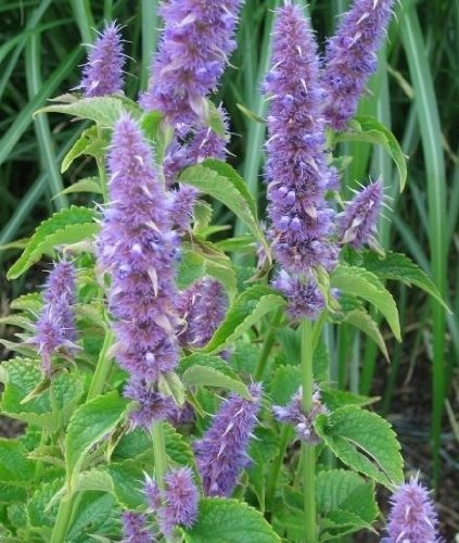 Duftnessel - Anis-Riesenysop - Agastache foeniculum - Ysop - 200 Samen